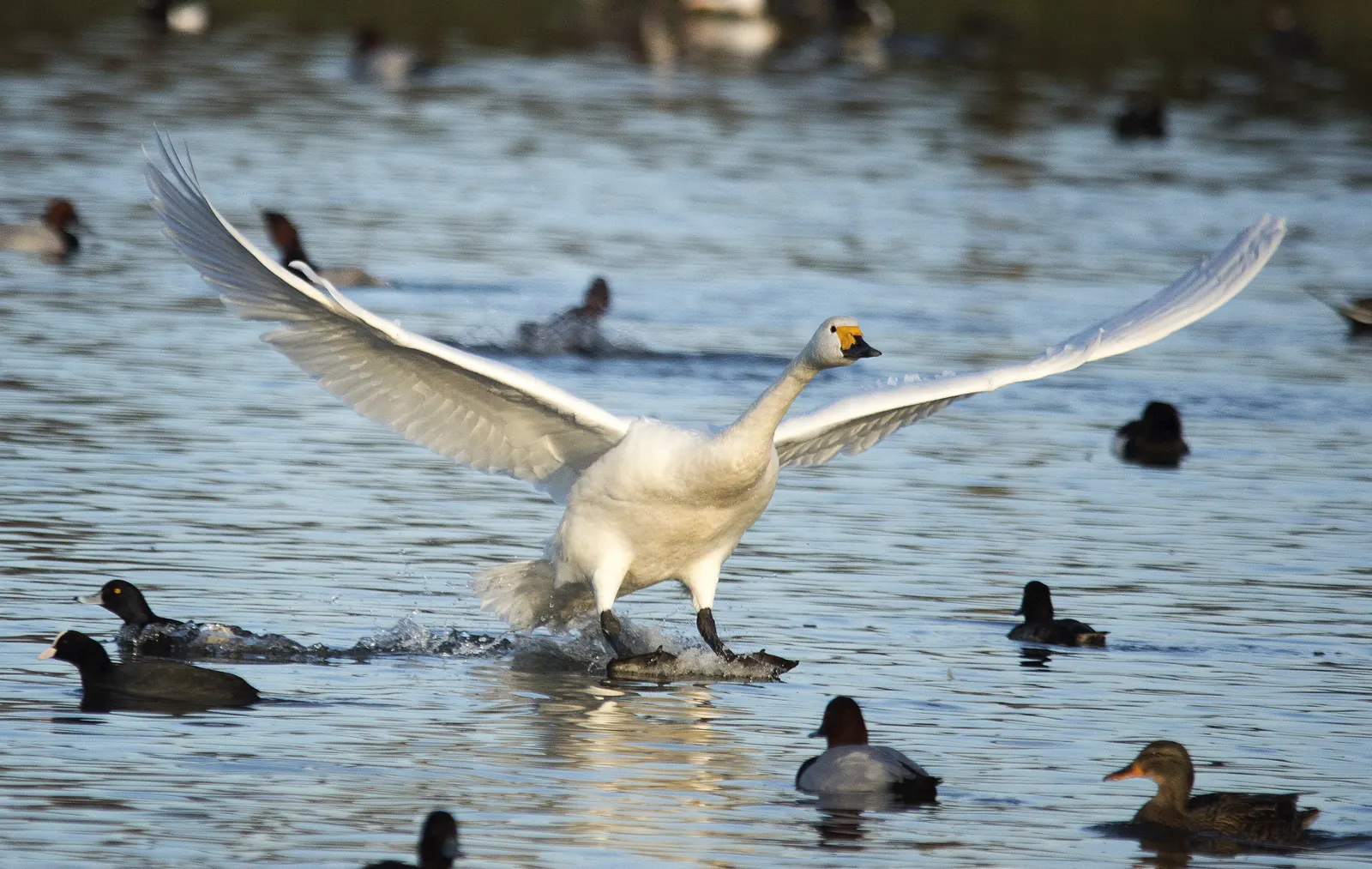 Bewick’s Swan spreading its wings on the water at Slimbridge, Gloucestershire
