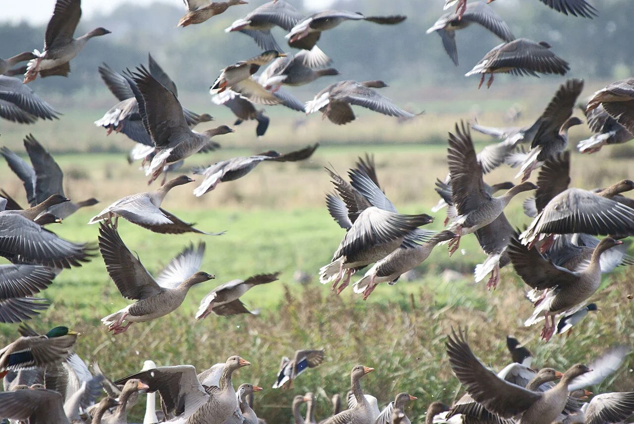 A flock of Pink-footed Geese rising above other waterbirds at Martin Mere, Lancashire
