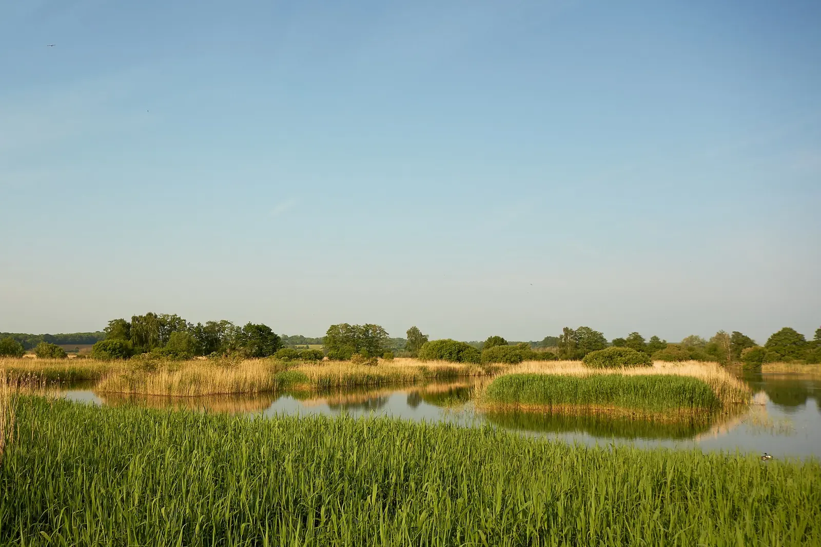 Reedbeds and open water at RSPB Ham Wall, Somerset.