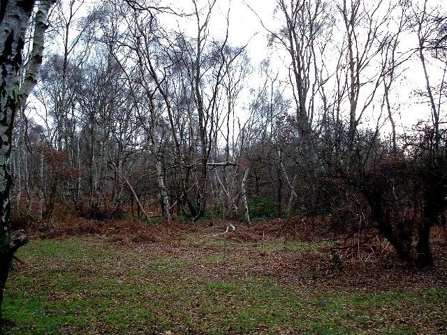 Deciduous woodland near the Major Oak in Sherwood Forest, Nottinghamshire.