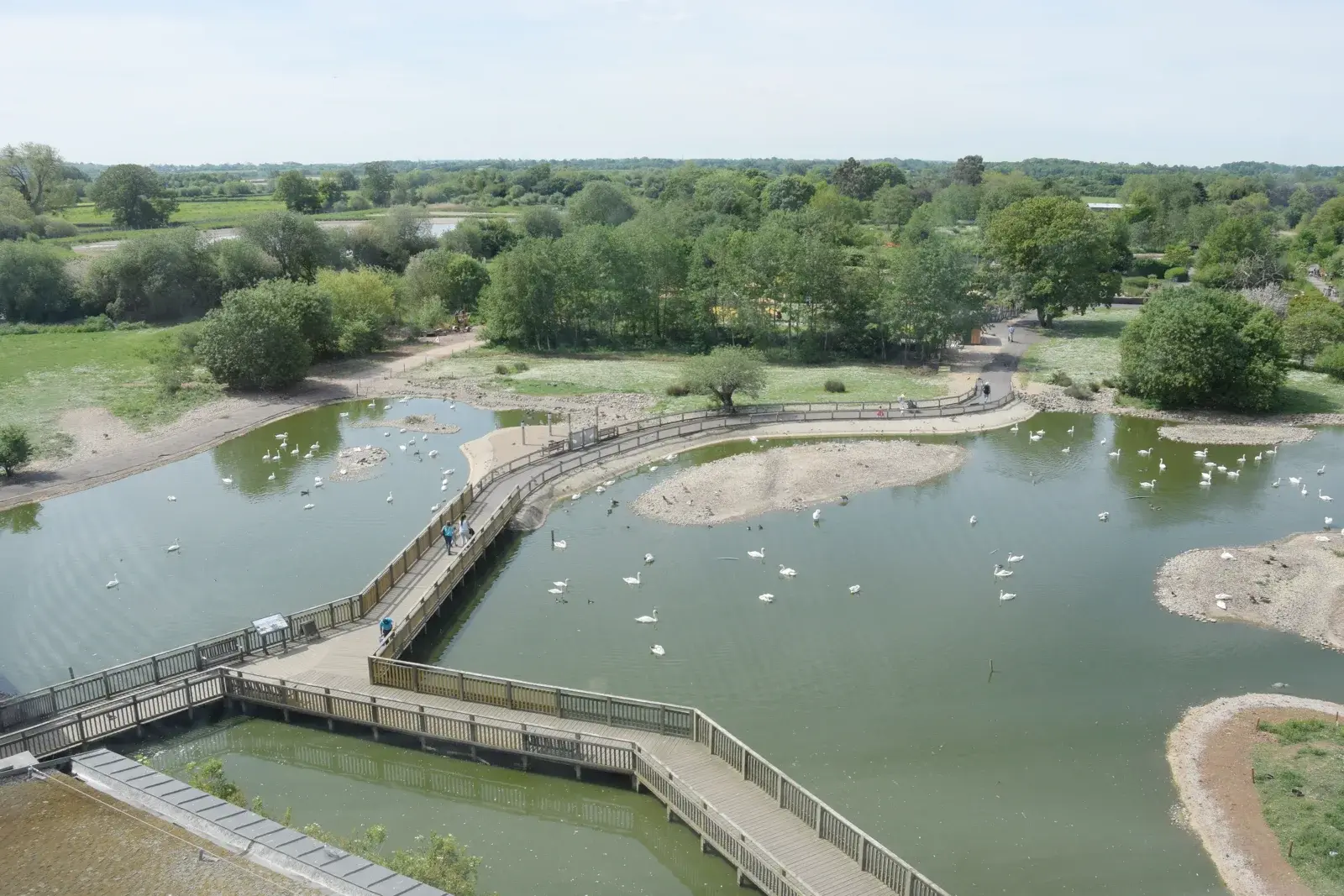 Pools, footbridges and wetland vegetation at Slimbridge seen from the observation tower