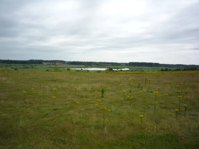 Reedbeds and shallow water at Minsmere nature reserve beneath a cloudy sky