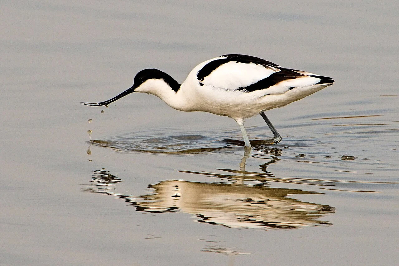 Pied Avocet feeding in shallow water at RSPB Minsmere, Suffolk