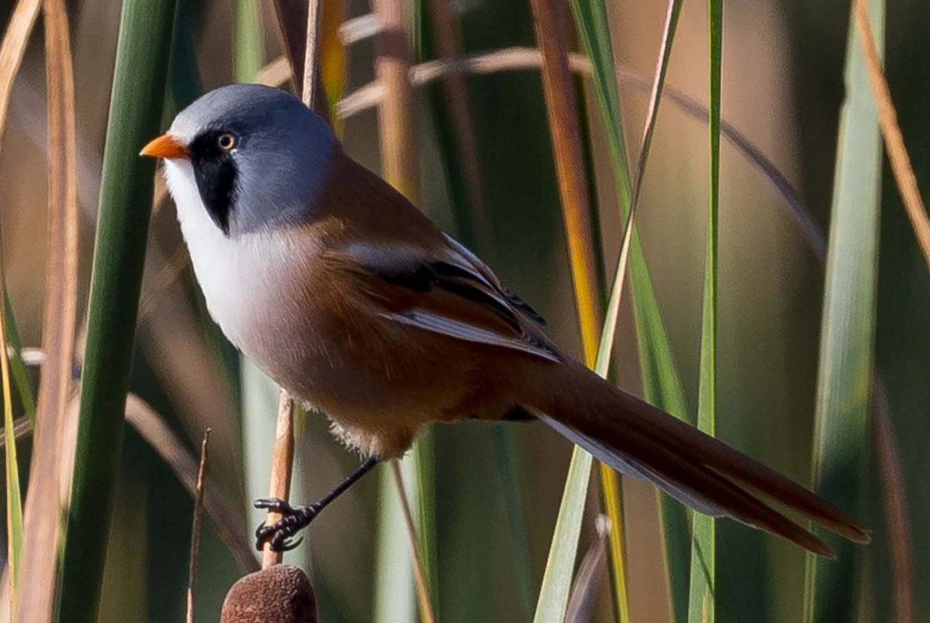 Male Bearded Tit perched on a bulrush stem at Oare Marshes, Kent