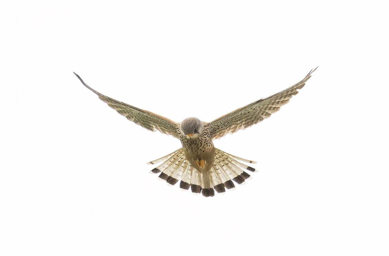 Common Kestrel hovering with its wings spread above Holkham National Nature Reserve, Norfolk