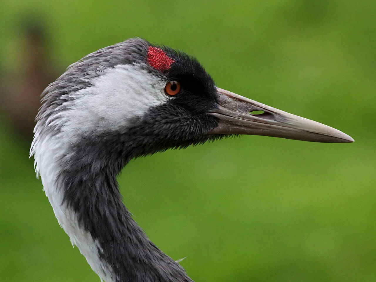 Common Crane looking to the right at Martin Mere, Lancashire