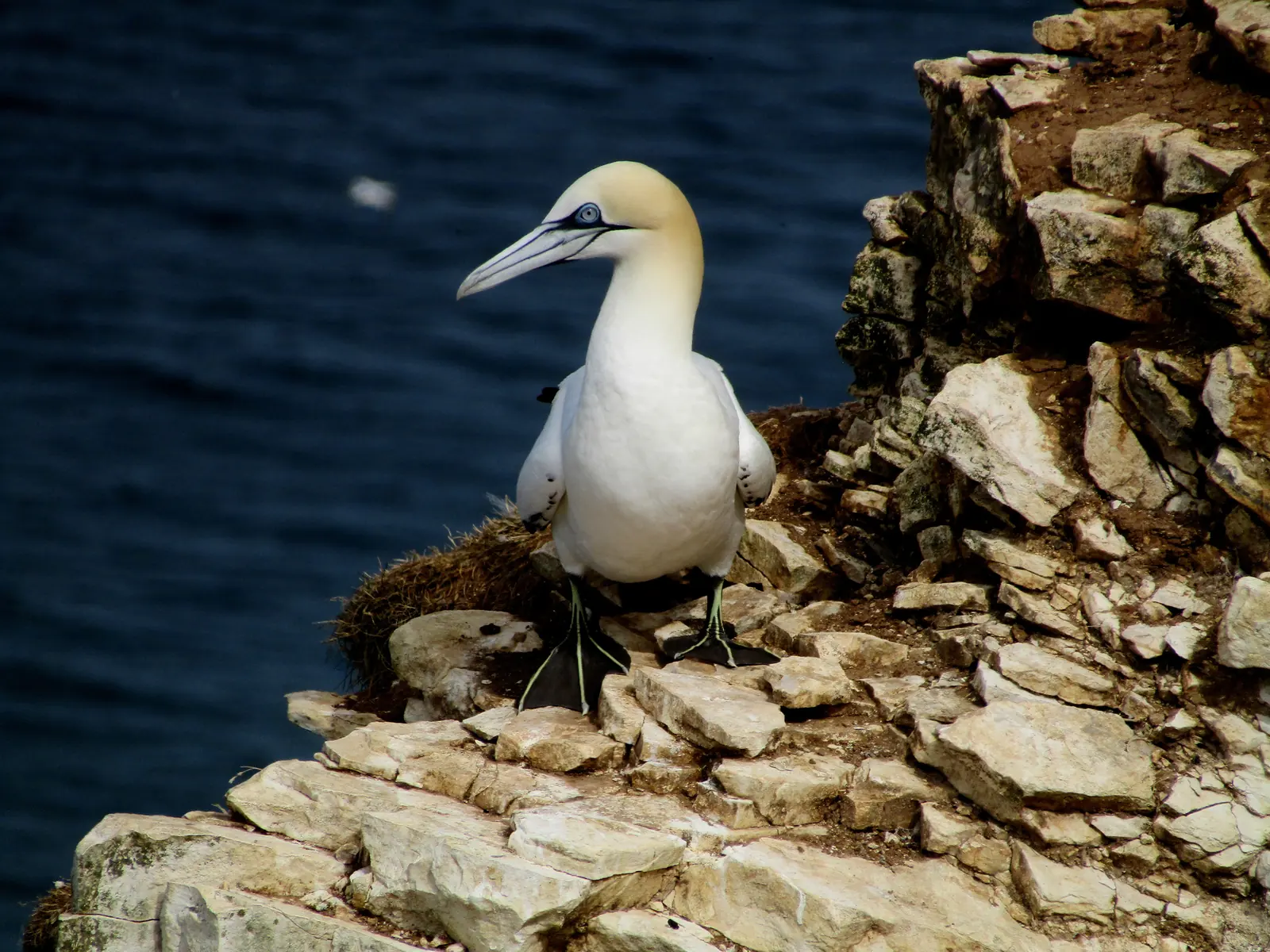 Northern Gannet standing on a rock ledge at Bempton Cliffs, Yorkshire