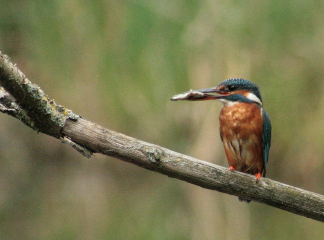 Kingfisher holding a fish while perched on a branch