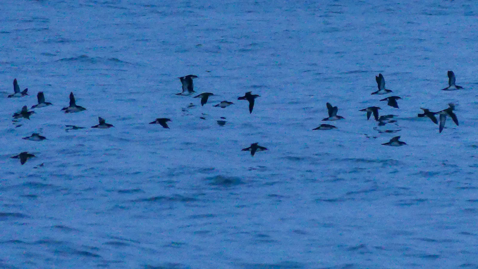 Manx Shearwaters flying low over the sea near Bishop Rock, Isles of Scilly