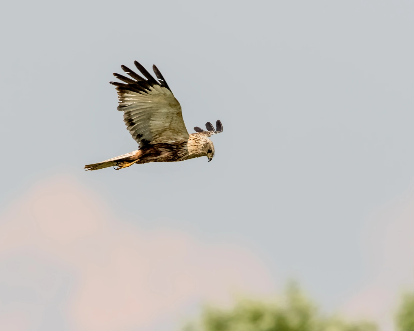 Marsh Harrier flying above vegetation