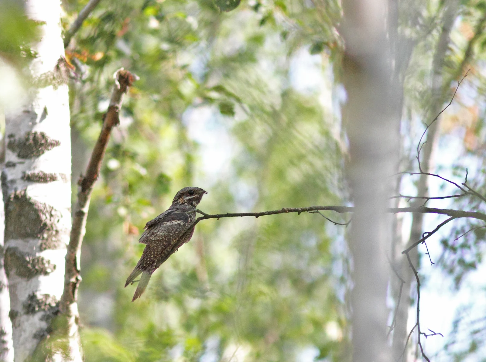 Nightjar perched lengthways on a branch in Poland