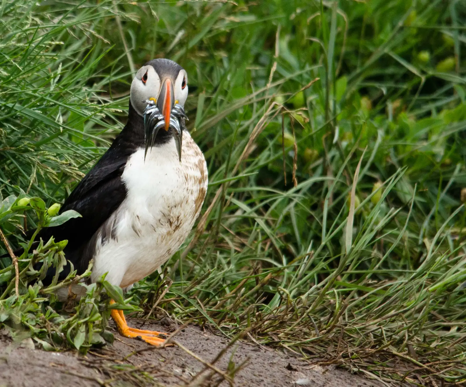 Atlantic Puffin holding sand eels beside grass on Staple Island, Farne Islands
