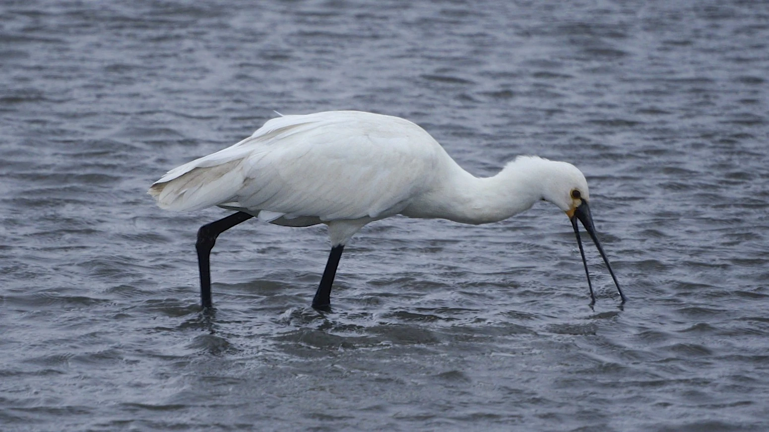 Spoonbill feeding in shallow water at Holes Bay, Dorset