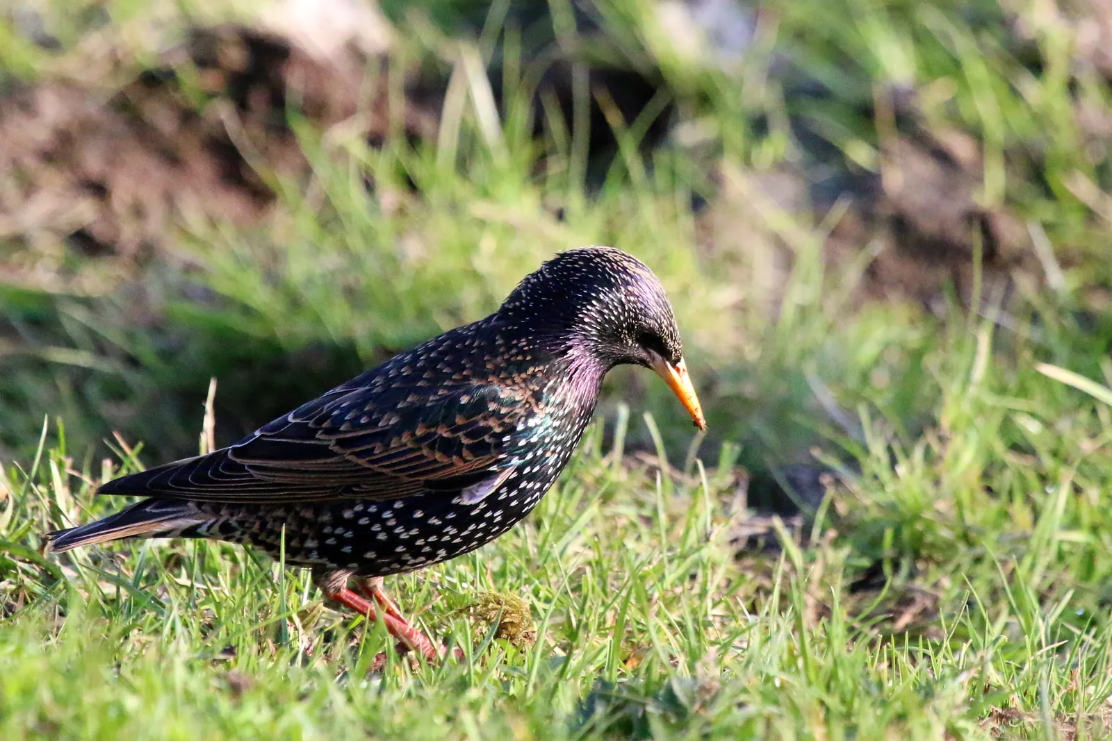 Common Starling standing in grass in Oxfordshire