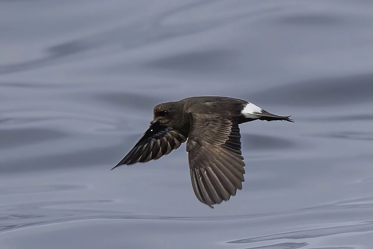 European Storm Petrel flying low over the sea off Sagres, Portugal
