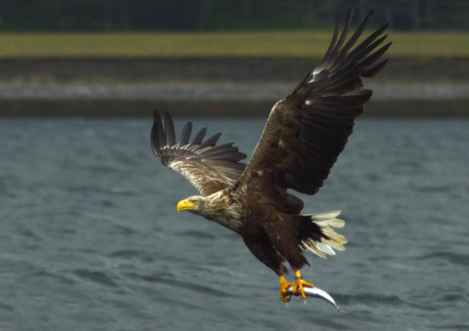 Adult White-tailed Eagle flying low over the sea with a fish at Mull, Scotland