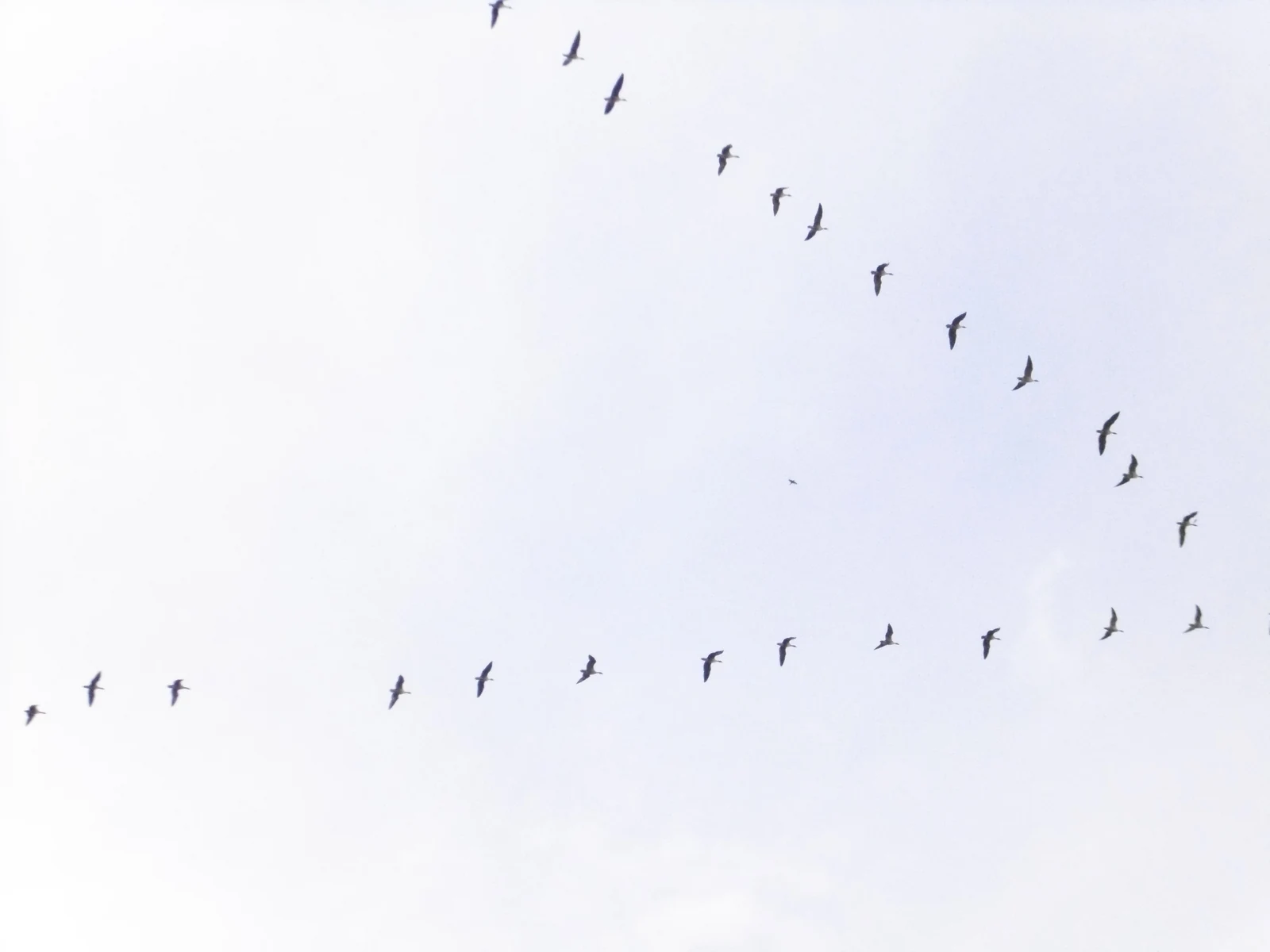Pink-footed Geese flying in a V formation over Lancashire