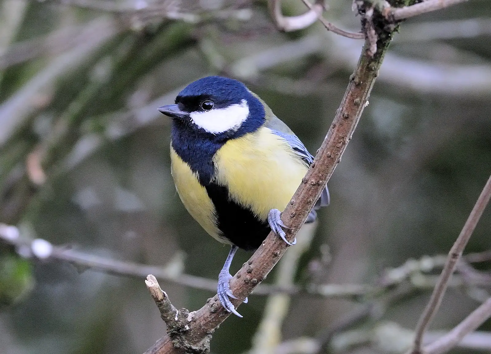 Great Tit perched on a branch in England