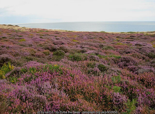 Heather and gorse across Dunwich Heath in August 2008, before the 2026 wildfire