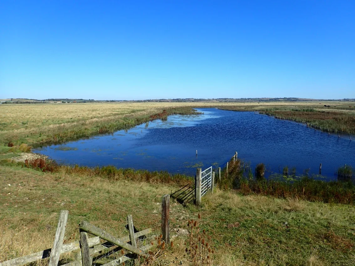 A wetland pool and grazing marsh beside the marked route at Elmley