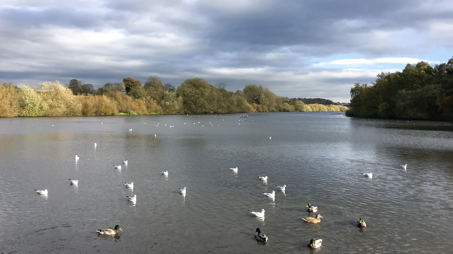 Lake and autumn trees at Fairburn Ings beneath a blue sky