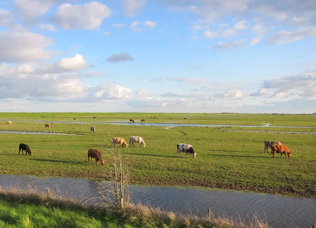 Cattle grazing wet grassland beside shallow pools at Freiston Shore