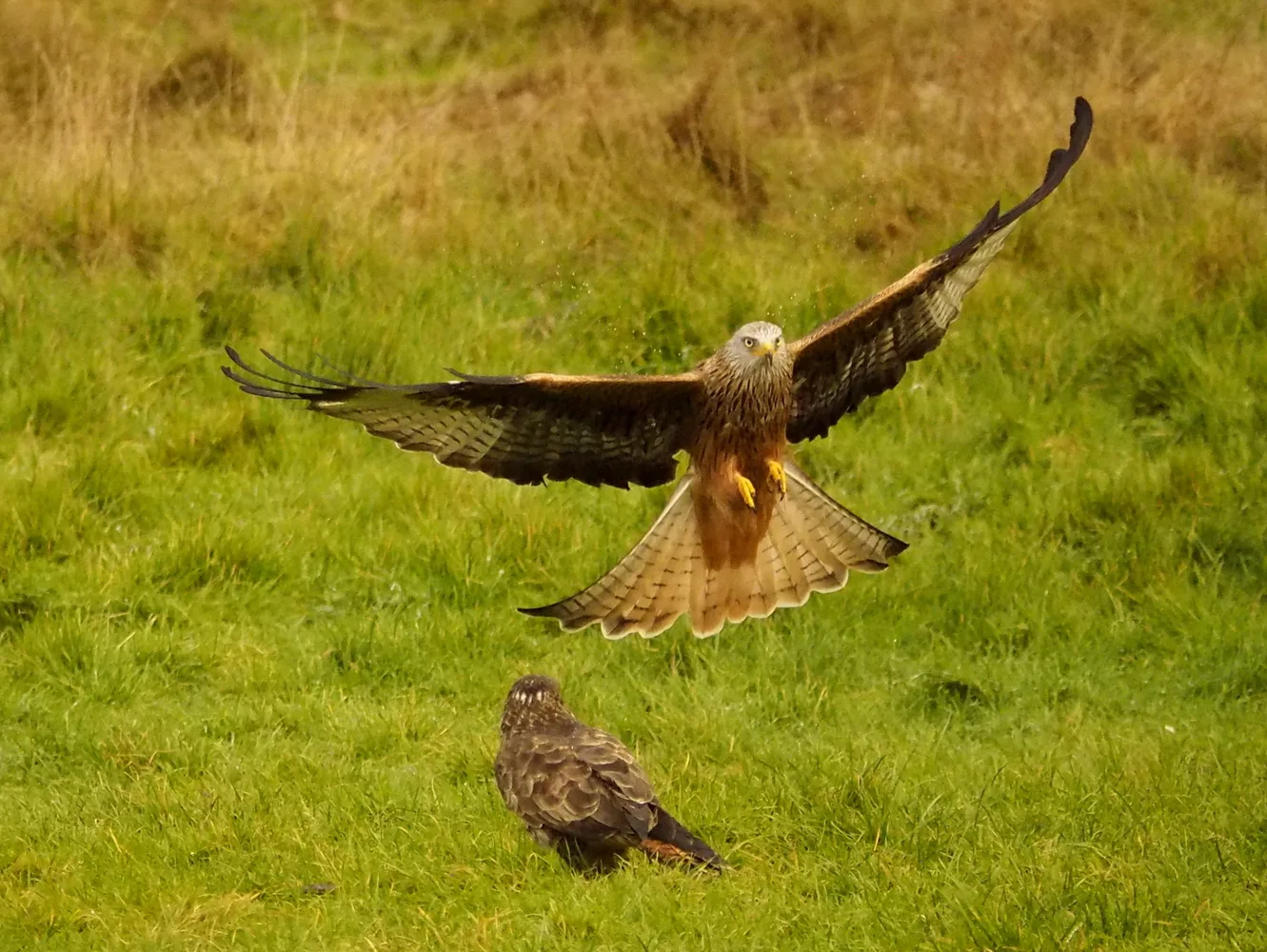 A red kite flying low above another kite on the grass feeding field at Gigrin Farm
