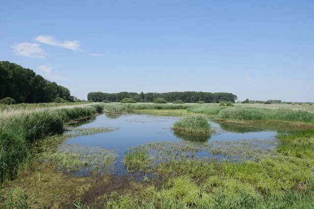 Open water and reedbeds viewed from New Fen at Lakenheath Fen