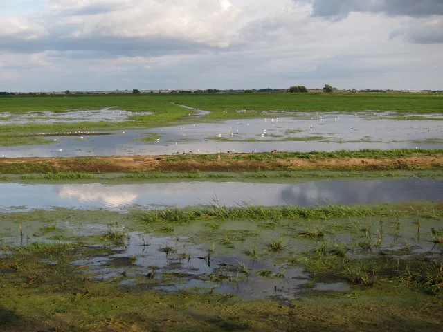 River and open wet grassland at RSPB Ouse Washes