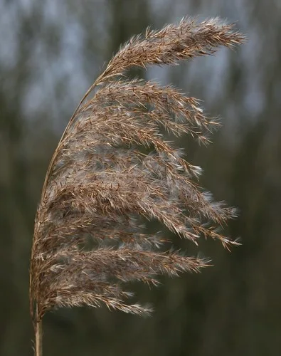 Close view of a reed seed head photographed at Strumpshaw Fen