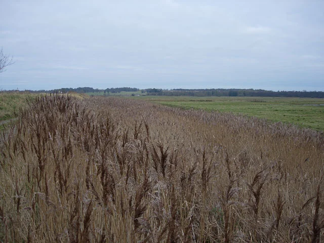 Reeds beside the track overlooking Buckenham grazing marshes
