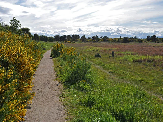 Footpath through flowering gorse and saltmarsh at Culbin Sands