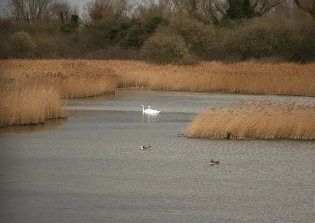 Open water between reedbeds at Fowlmere, with swans and ducks below the wooded edge.