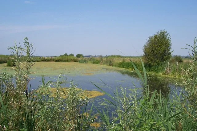 Reeds and a quiet pool at Greylake nature reserve.