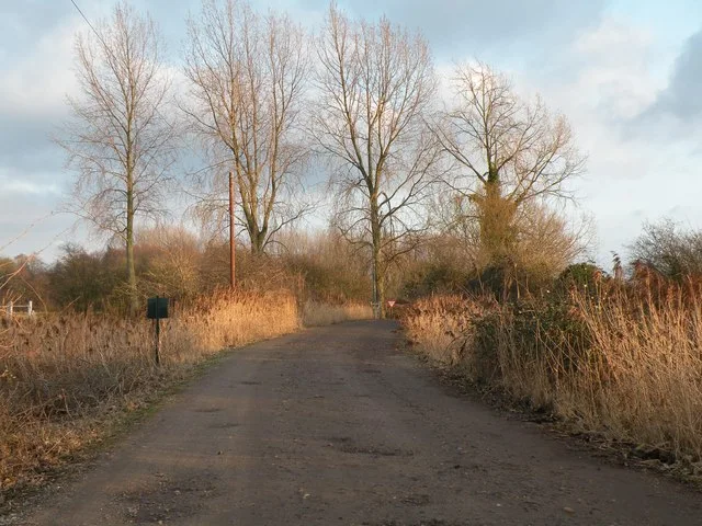 Tree-lined track through Lackford Lakes Nature Reserve.