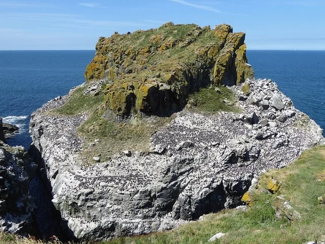 Harp Rock beside Lunga, with seabirds covering the ledges