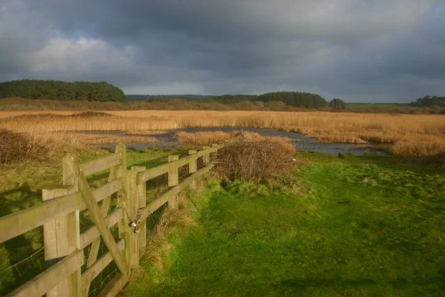 Public grass path and fence beside Marazion Marsh reedbeds.