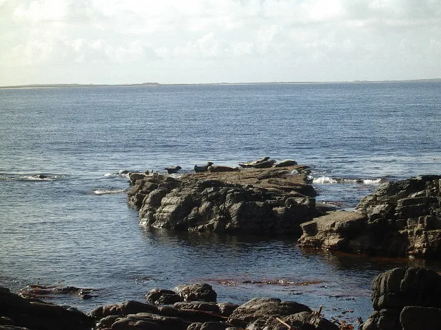 Seals on the rocky coast beside North Ronaldsay Bird Observatory