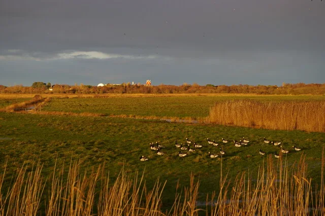 Winter geese on North Warren marshes with Thorpeness in the distance.