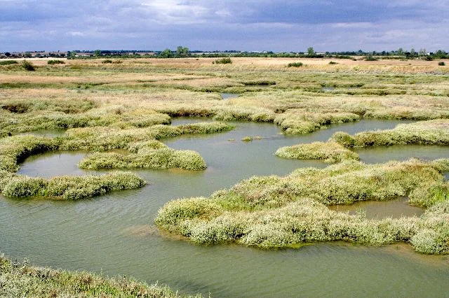 Creeks winding through the saltmarsh at Old Hall Marshes