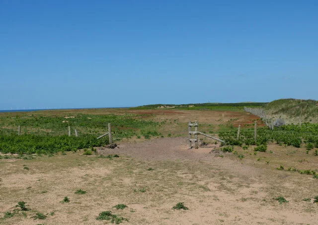 Waymarked sandy path across the open grassland at South Walney