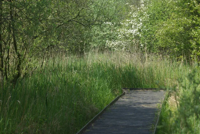 Timber boardwalk crossing sedge and reed vegetation at Wicken Fen.