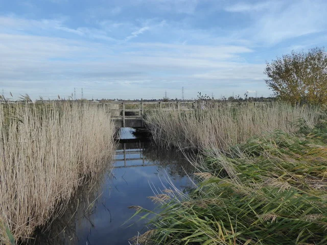 Wooden sluice beside a reed-fringed channel at Rainham Marshes