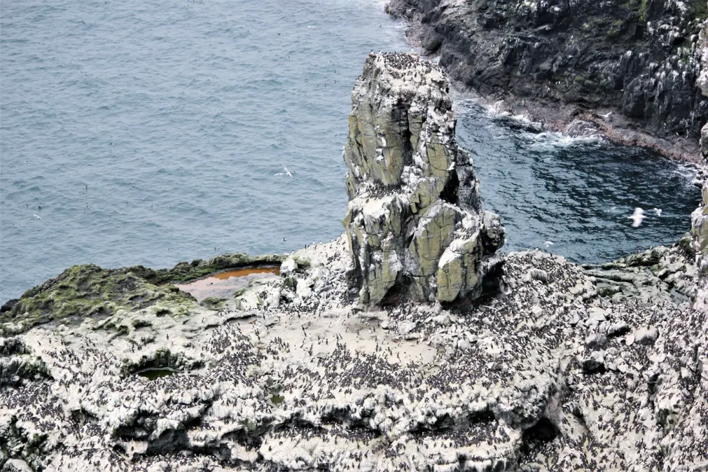Guillemots and Razorbills crowd the rocky cliffs at Rathlin West Light Seabird Centre