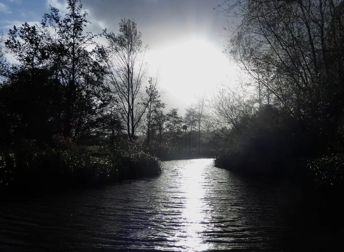Sunlight reflected on a tree-lined water channel at Arundel Wetland Centre, viewed from a boat