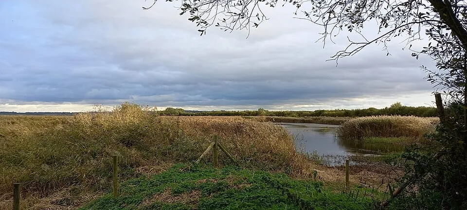 Reed-fringed lagoon and grazing marsh viewed from Ousefleet Hide at RSPB Blacktoft Sands.