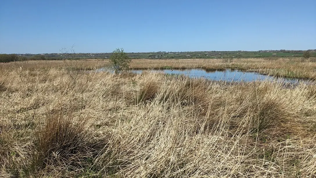 Reeds fringing a still pool at RSPB Cors Ddyga on Anglesey.