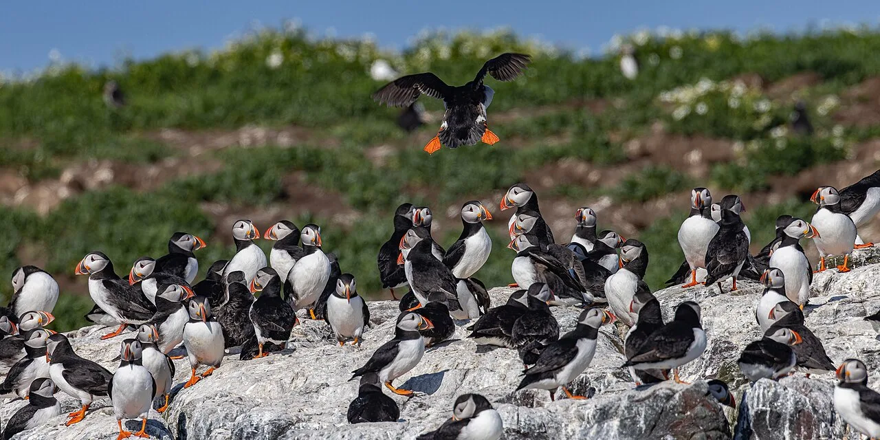Atlantic Puffins on the Farne Islands off Northumberland