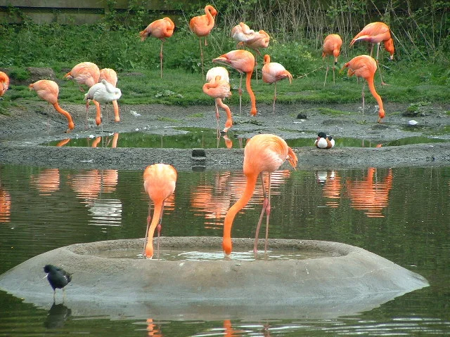 Flamingos and other collection birds beside a pool at WWT Llanelli, photographed in May 2004.