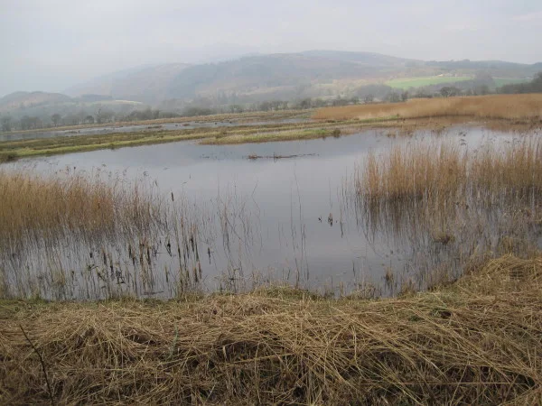Wet meadow and reed-fringed pool seen from a hide at RSPB Mersehead
